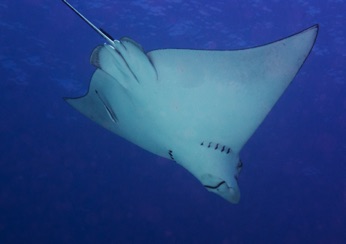 Eagle Ray